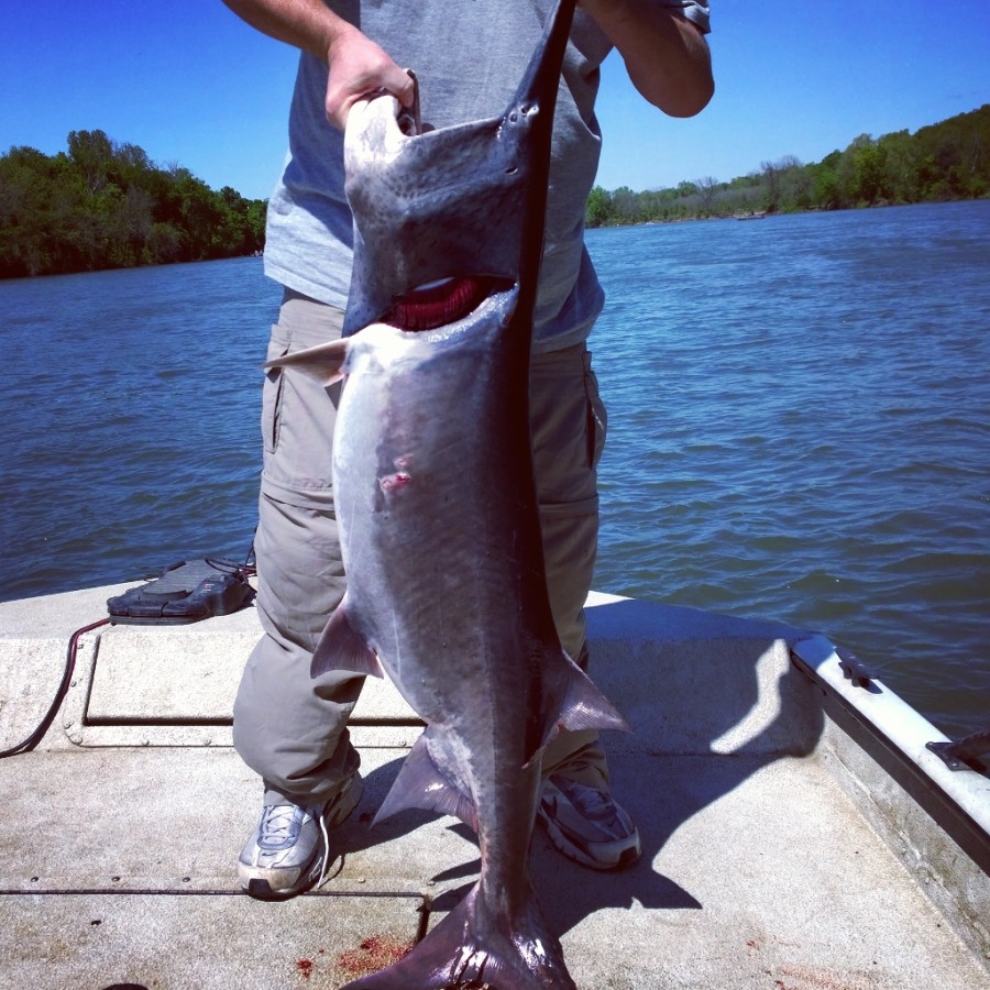 Paddlefish Spoonbill Snagging at Fort Gibson in NE Oklahoma