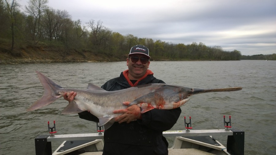 Spoonbill Paddlefish at Fort Gibson Lake in Oklahoma Lance's Fishing Guide Service (918) 6077357