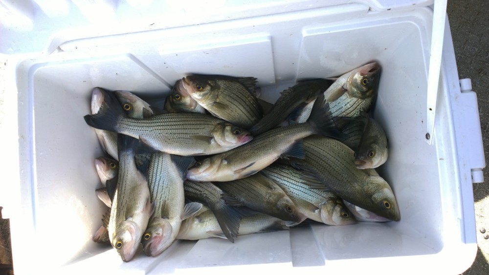 White Bass aka Sand Bass Fort Gibson Lance's Fishing Guide Service