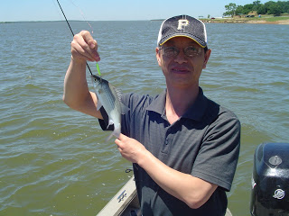 Grapevine Lake White Bass