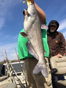 Keystone Lake blue catfish
