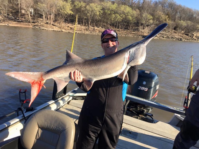 Spoonbill Paddlefish Fort Gibson Lake
