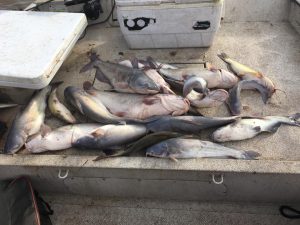 Kaw Lake Blue Catfish