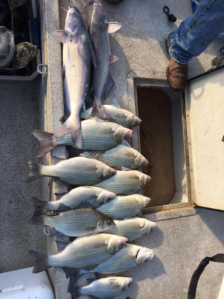 Keystone Lake Striper White Bass