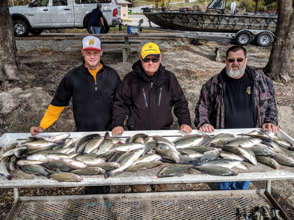 Grand Lake White Bass Hybrid Stripers