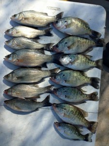 Oologah Crappe and White Bass