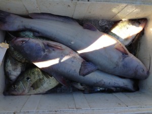 Oologah Blue Catfish